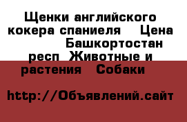 Щенки английского кокера спаниеля  › Цена ­ 7 000 - Башкортостан респ. Животные и растения » Собаки   